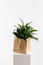 Load image into Gallery viewer, Indoor Plant