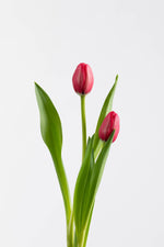 Load image into Gallery viewer, Garden