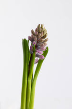 Load image into Gallery viewer, Scent